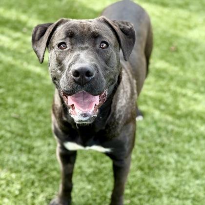 Enlarge Skittles, a ADOPTABLE mixed breed in Red Bluff, CA image 3/3