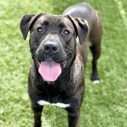 Skittles, ADOPTABLE, Adult Female Pit Bull Terrier & Labrador Retriever.