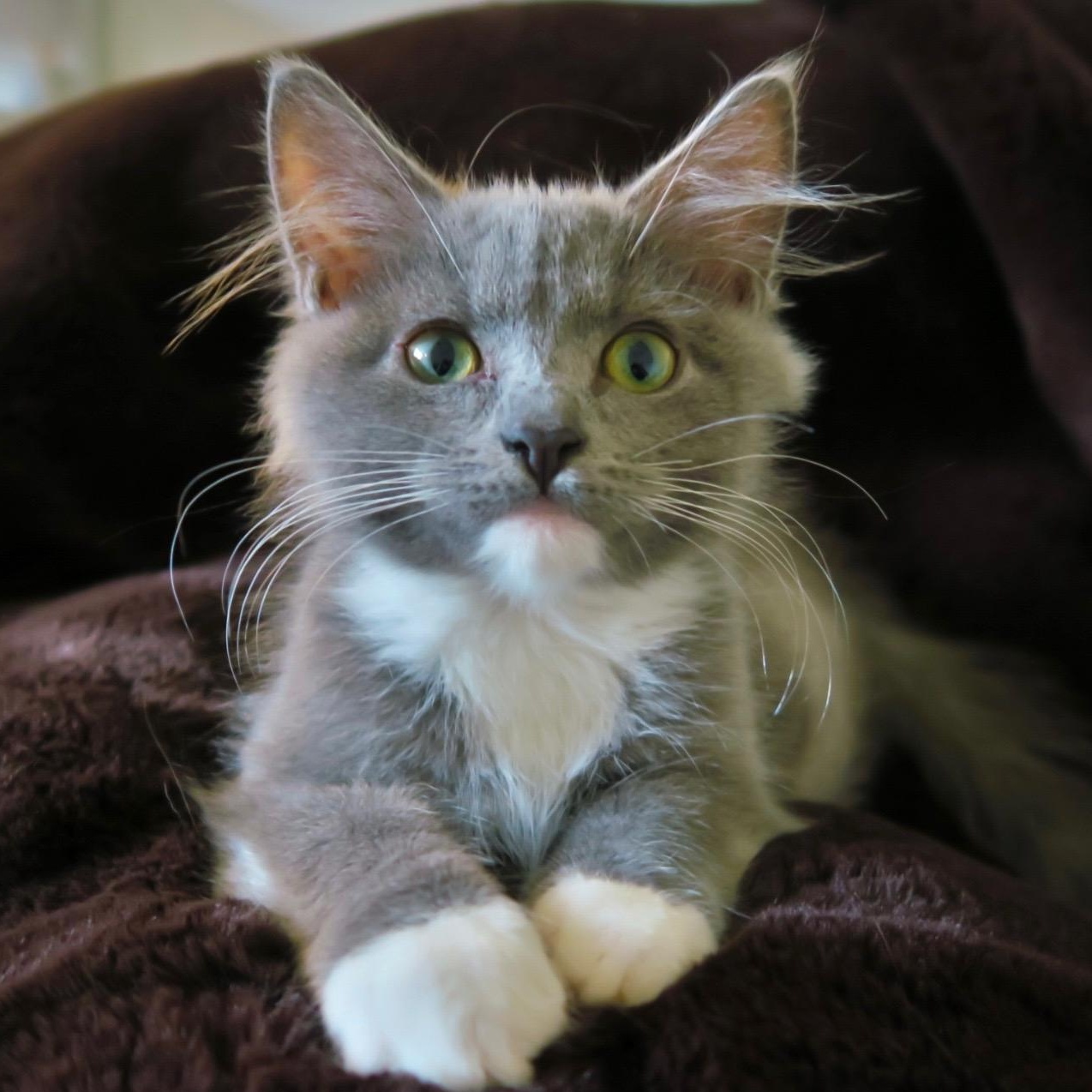 Mallymkum, adopted, Kitten Female Domestic Long Hair.