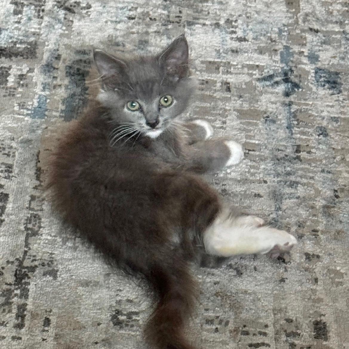 Enlarge Mallymkum, an adopted Domestic Long Hair in Portland, OR image 2/5