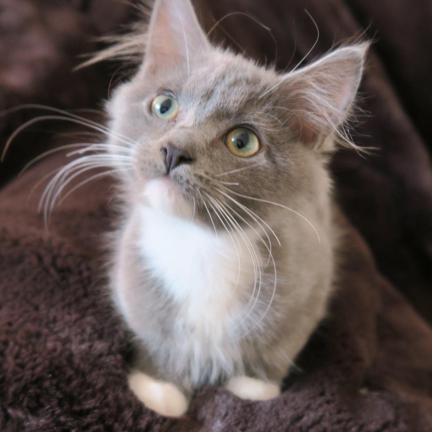 Enlarge Mallymkum, an adopted Domestic Long Hair in Portland, OR image 3/5