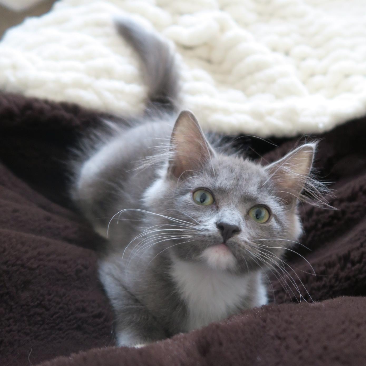 Enlarge Mallymkum, an adopted Domestic Long Hair in Portland, OR image 4/5