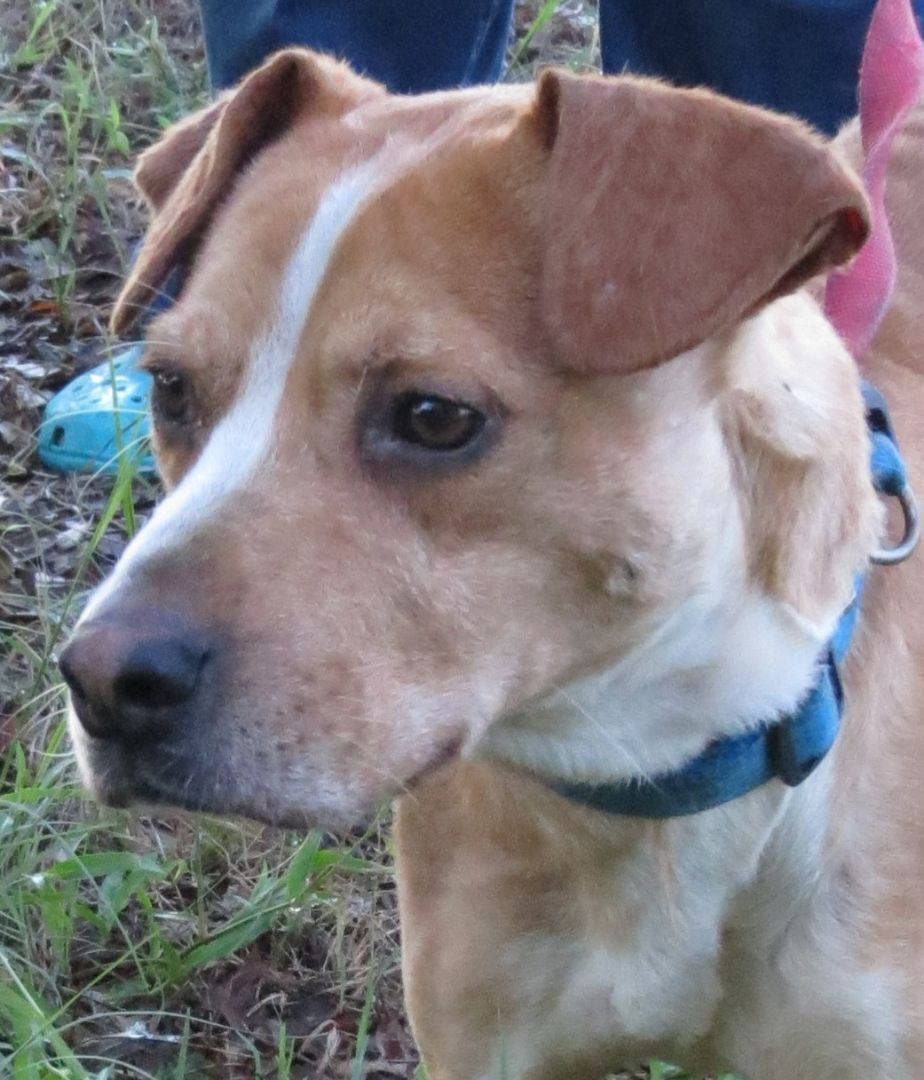 PJ, Adoptable, Young Male Belgian Shepherd / Laekenois & American Bully.