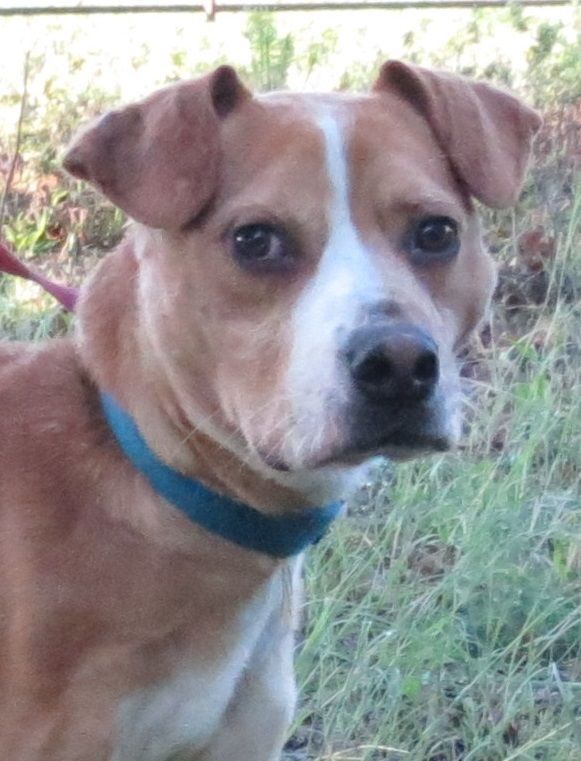 PJ, a Adoptable mixed breed in Grandview, TX image 2/12