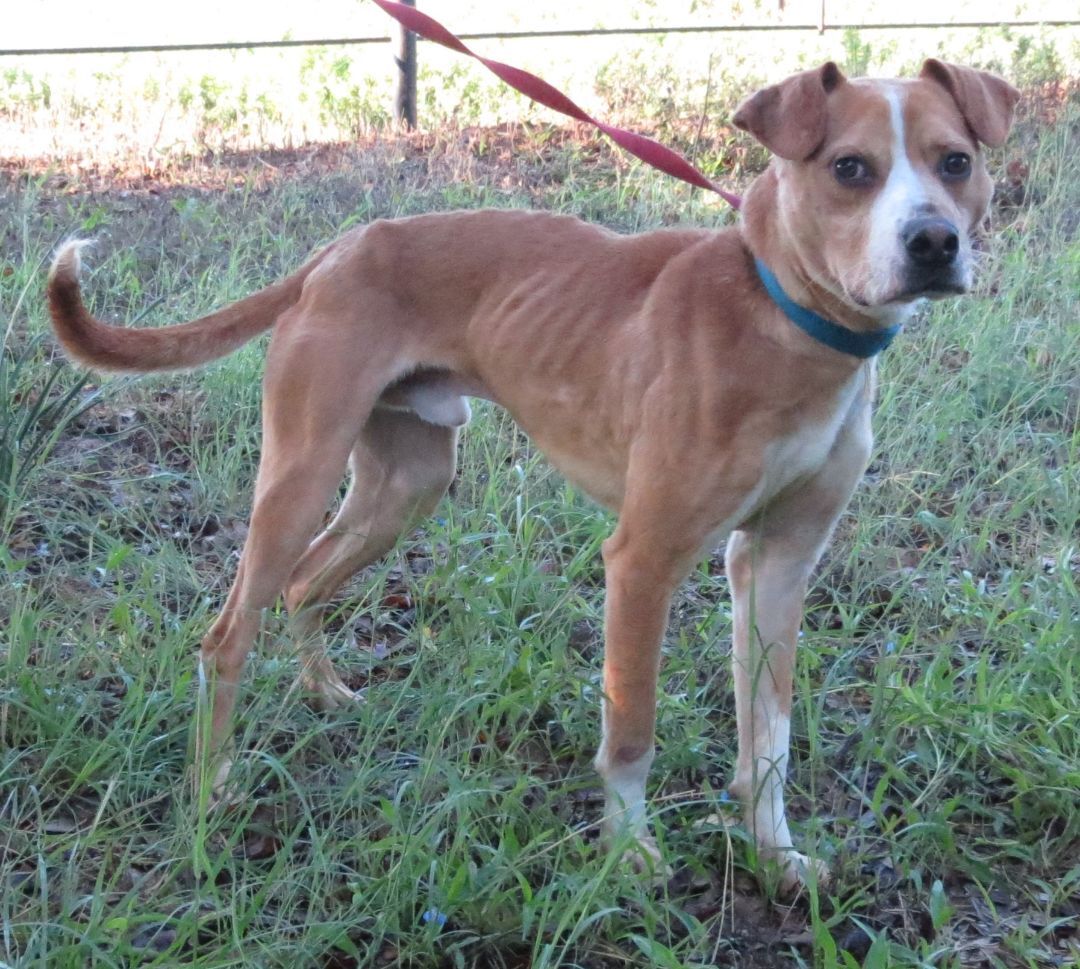 PJ, a Adoptable mixed breed in Grandview, TX image 3/12