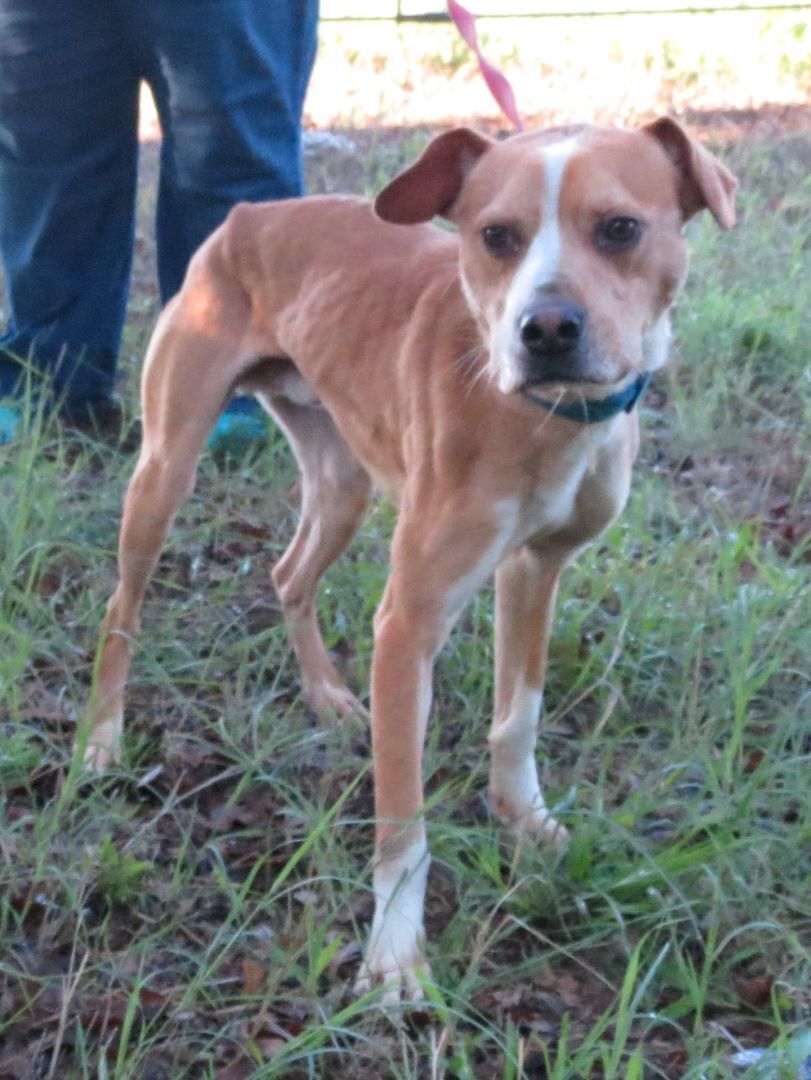 PJ, a Adoptable mixed breed in Grandview, TX image 4/12