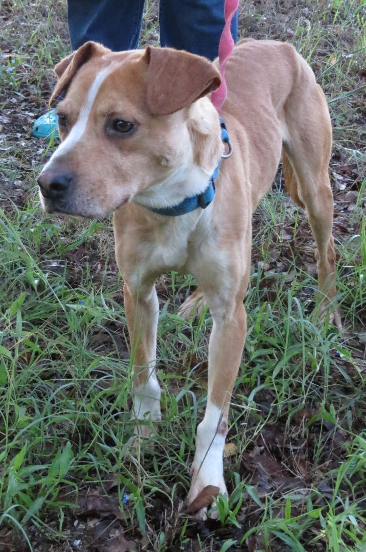 PJ, a Adoptable mixed breed in Grandview, TX image 5/12