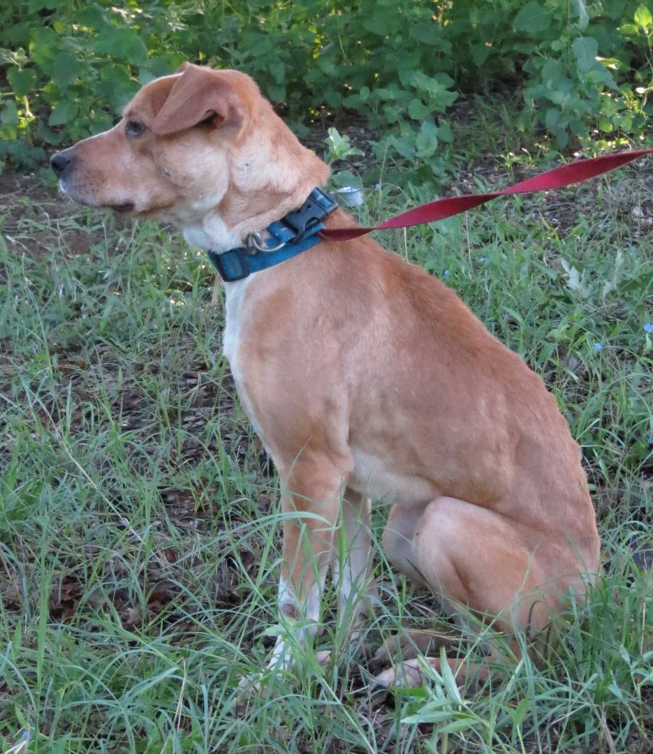 PJ, a Adoptable mixed breed in Grandview, TX image 6/12