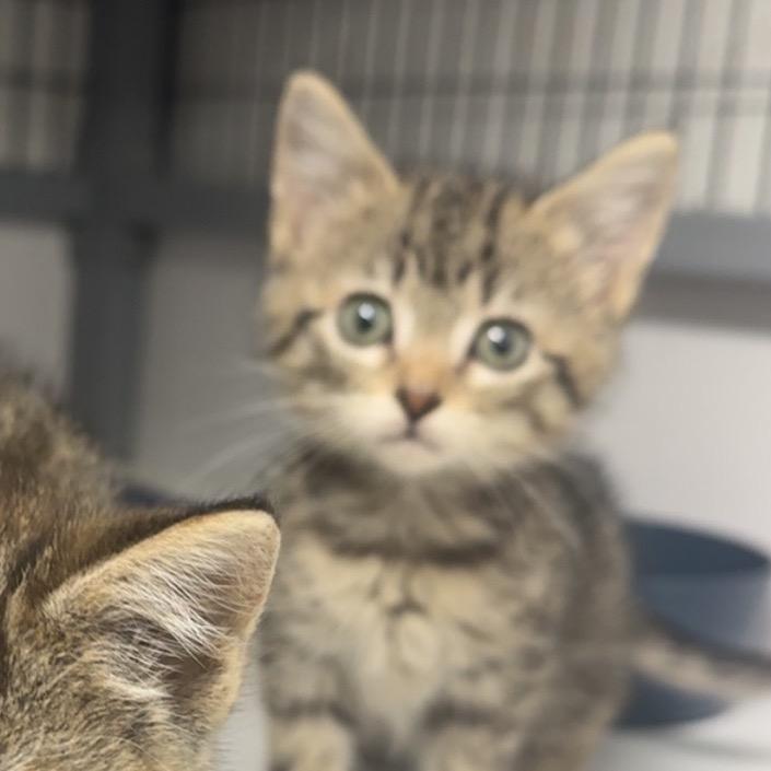 Tippi, Adoptable, Kitten Female Domestic Medium Hair.