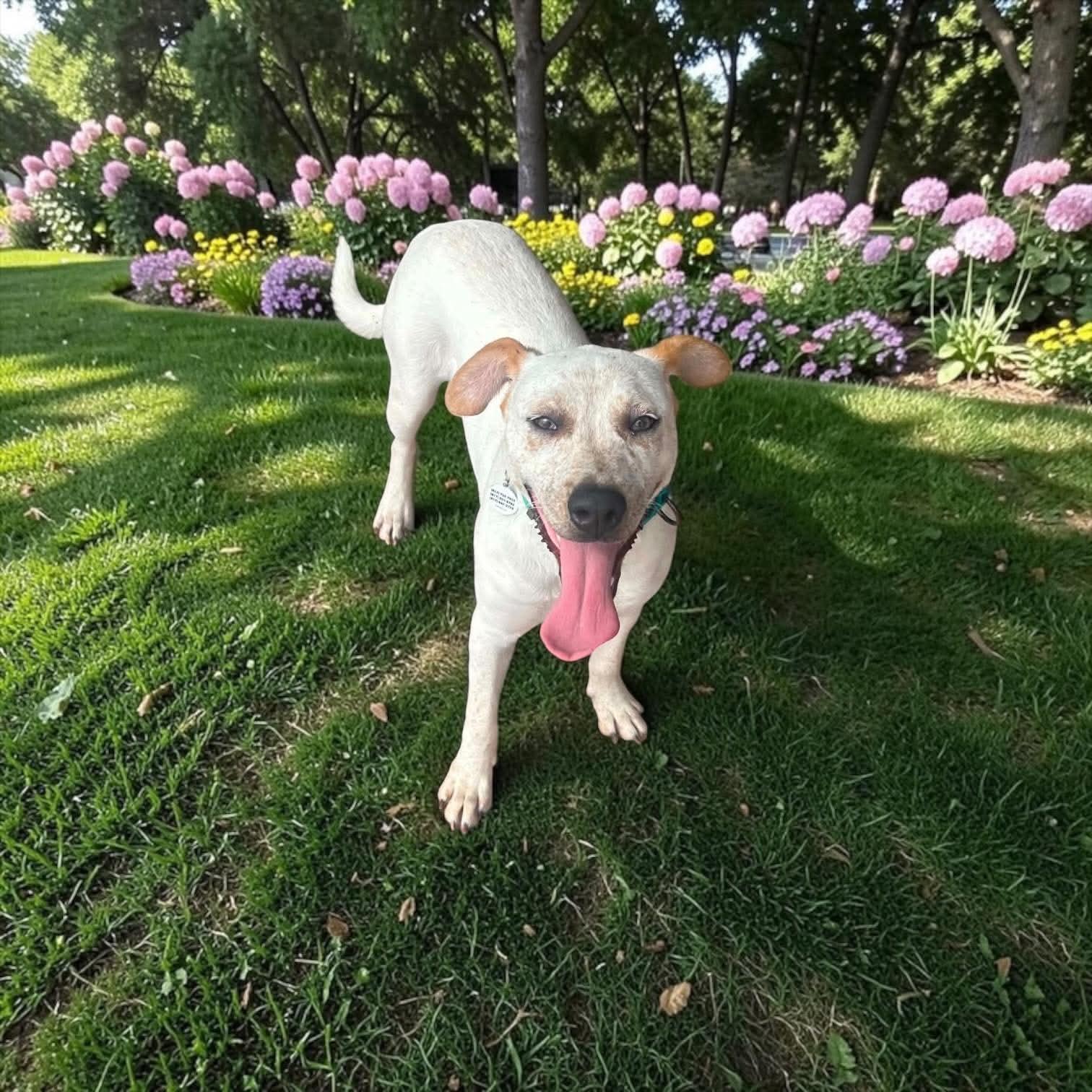 Enlarge Dill, a Adoptable mixed breed in Cincinnati, OH image 3/6