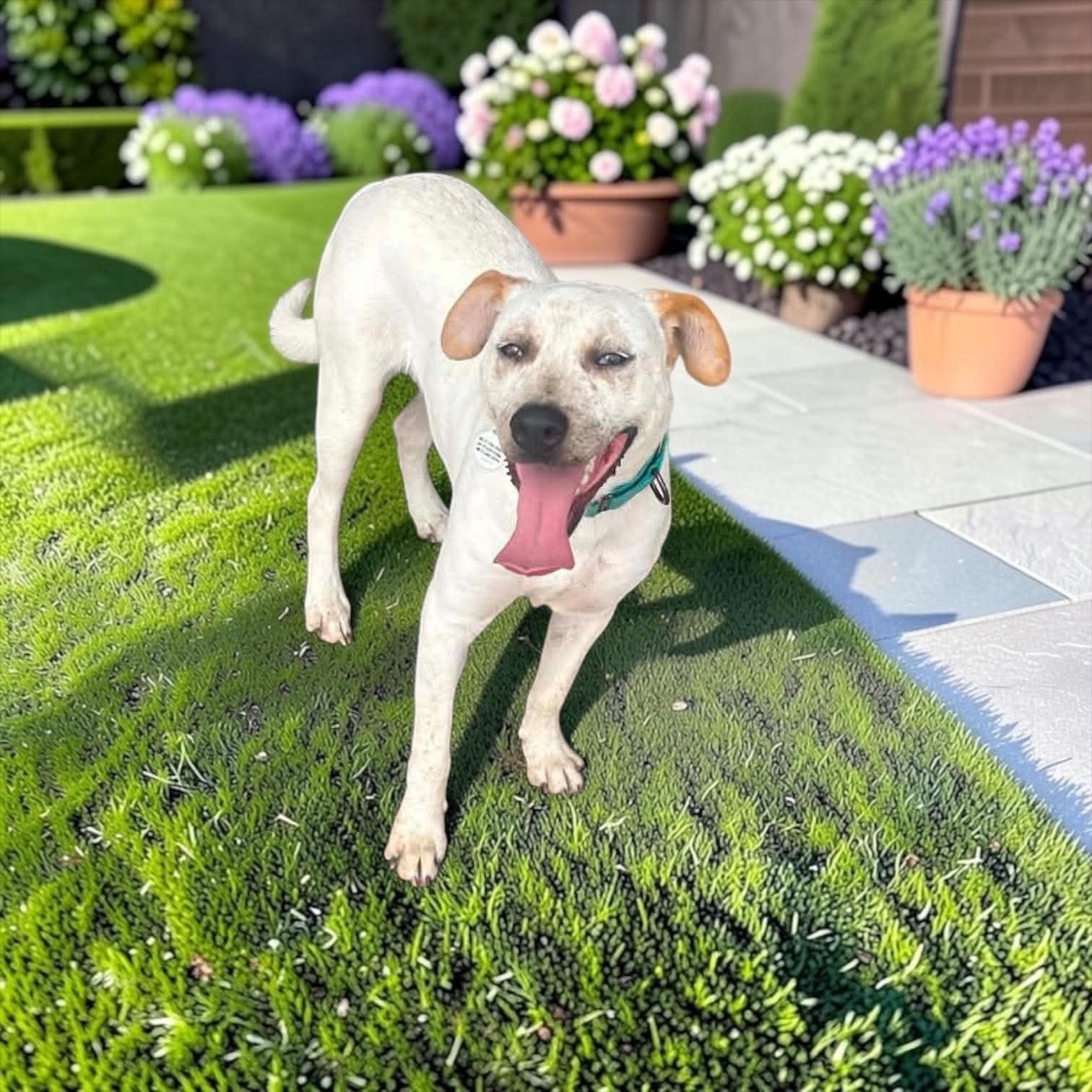 Dill, Adoptable, Young Male Australian Cattle Dog / Blue Heeler.