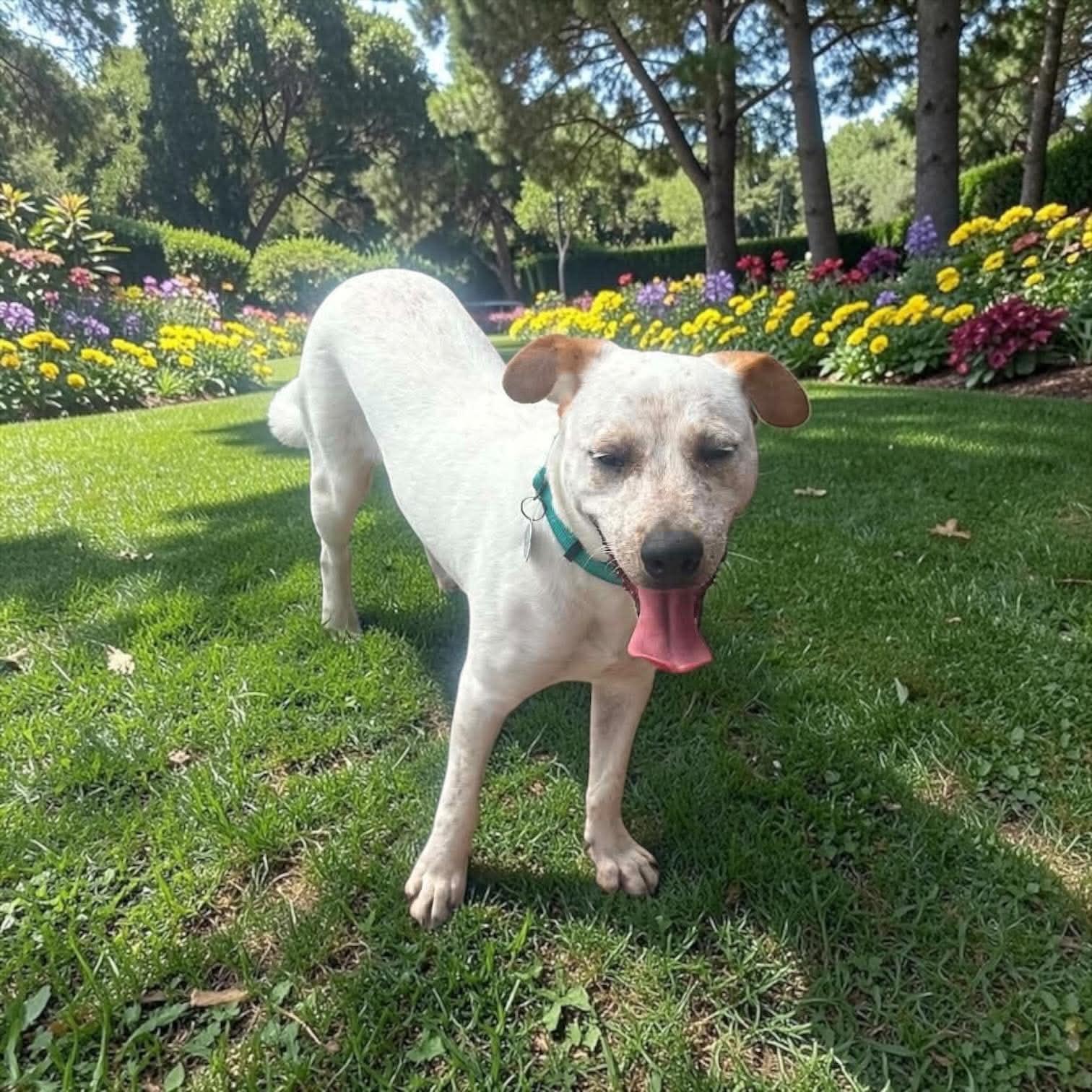 Enlarge Dill, a Adoptable mixed breed in Cincinnati, OH image 4/6