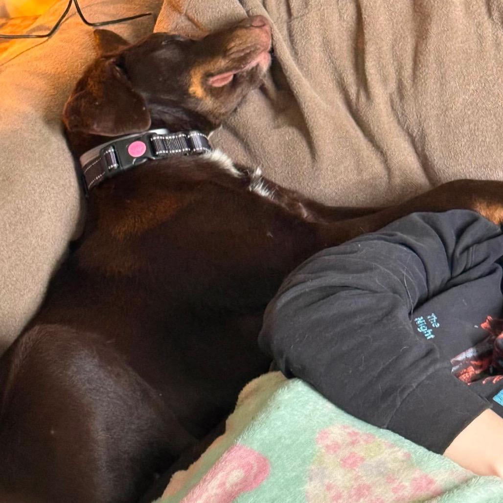 Albie, Adoptable, Puppy Male Doberman Pinscher & Mixed Breed.