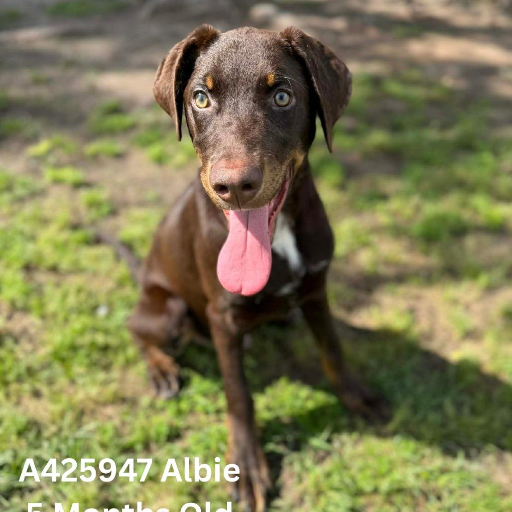 Enlarge Albie, a Adoptable mixed breed in Tomah, WI image 2/3
