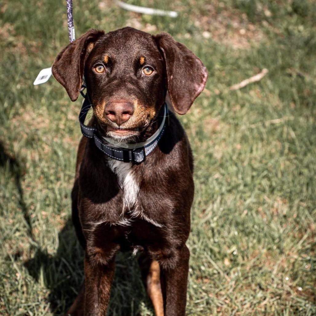 Enlarge Albie, a Adoptable mixed breed in Tomah, WI image 3/3