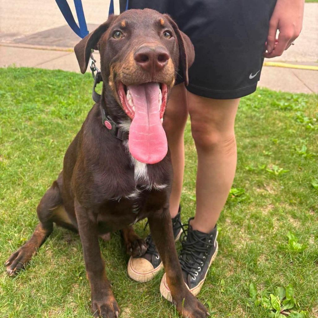 Enlarge Albie, a Adoptable mixed breed in Tomah, WI image 4/6