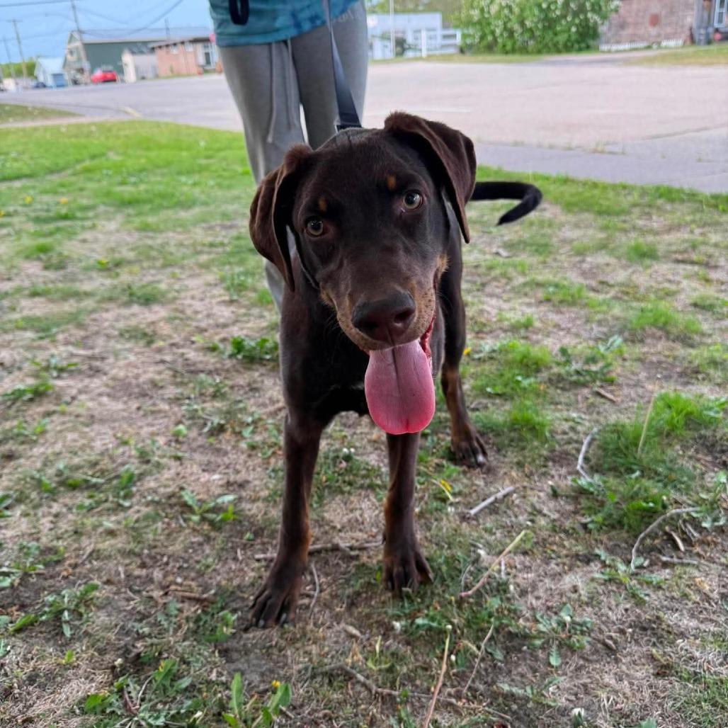 Enlarge Albie, a Adoptable mixed breed in Tomah, WI image 5/6