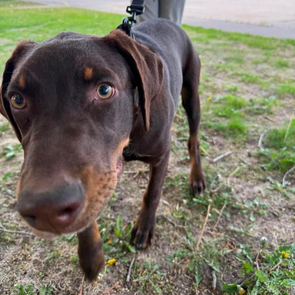 Enlarge Albie, a Adoptable mixed breed in Tomah, WI image 6/6