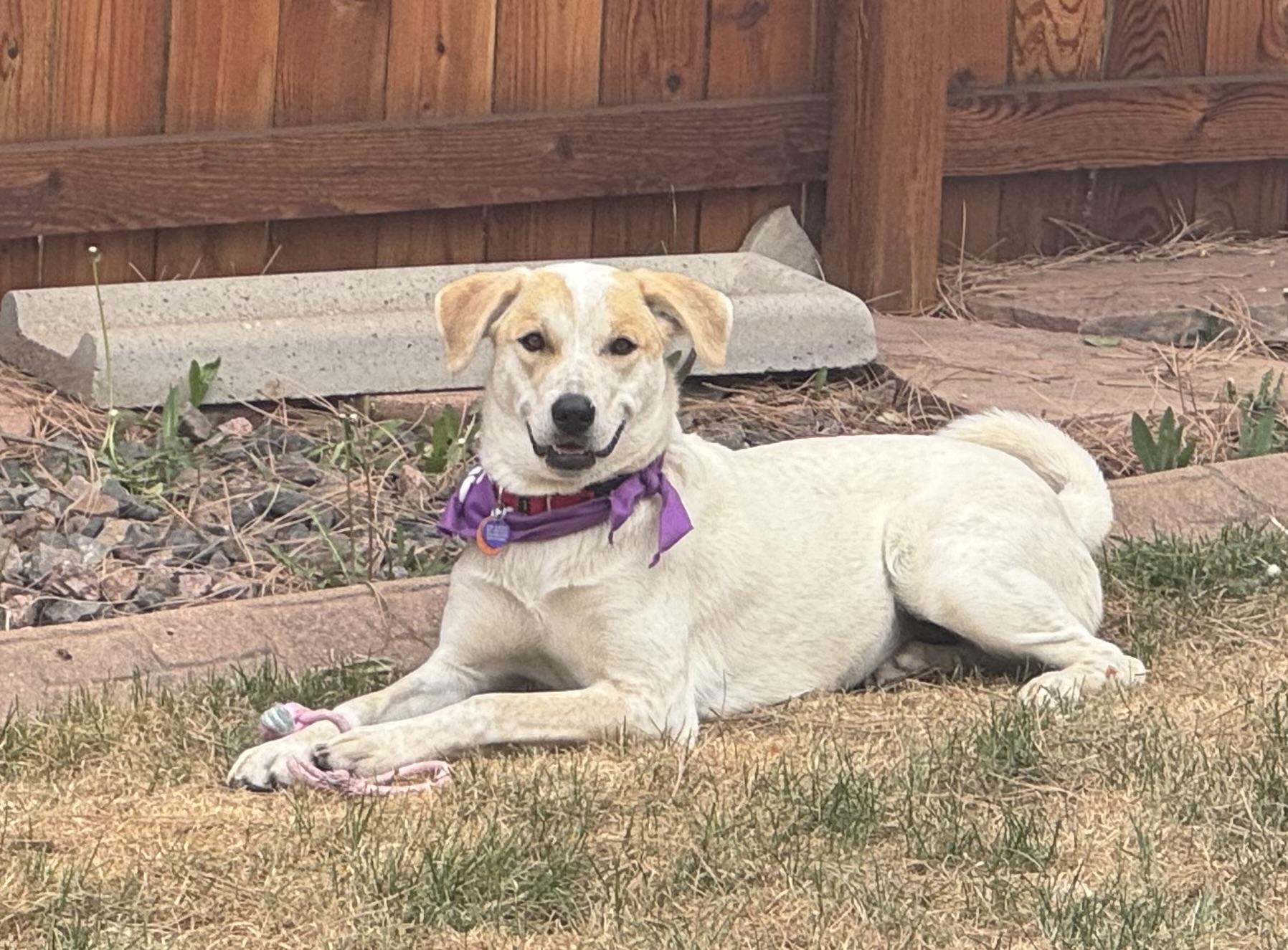Enlarge Sophie, a ADOPTABLE mixed breed in Denver, CO image 4/6