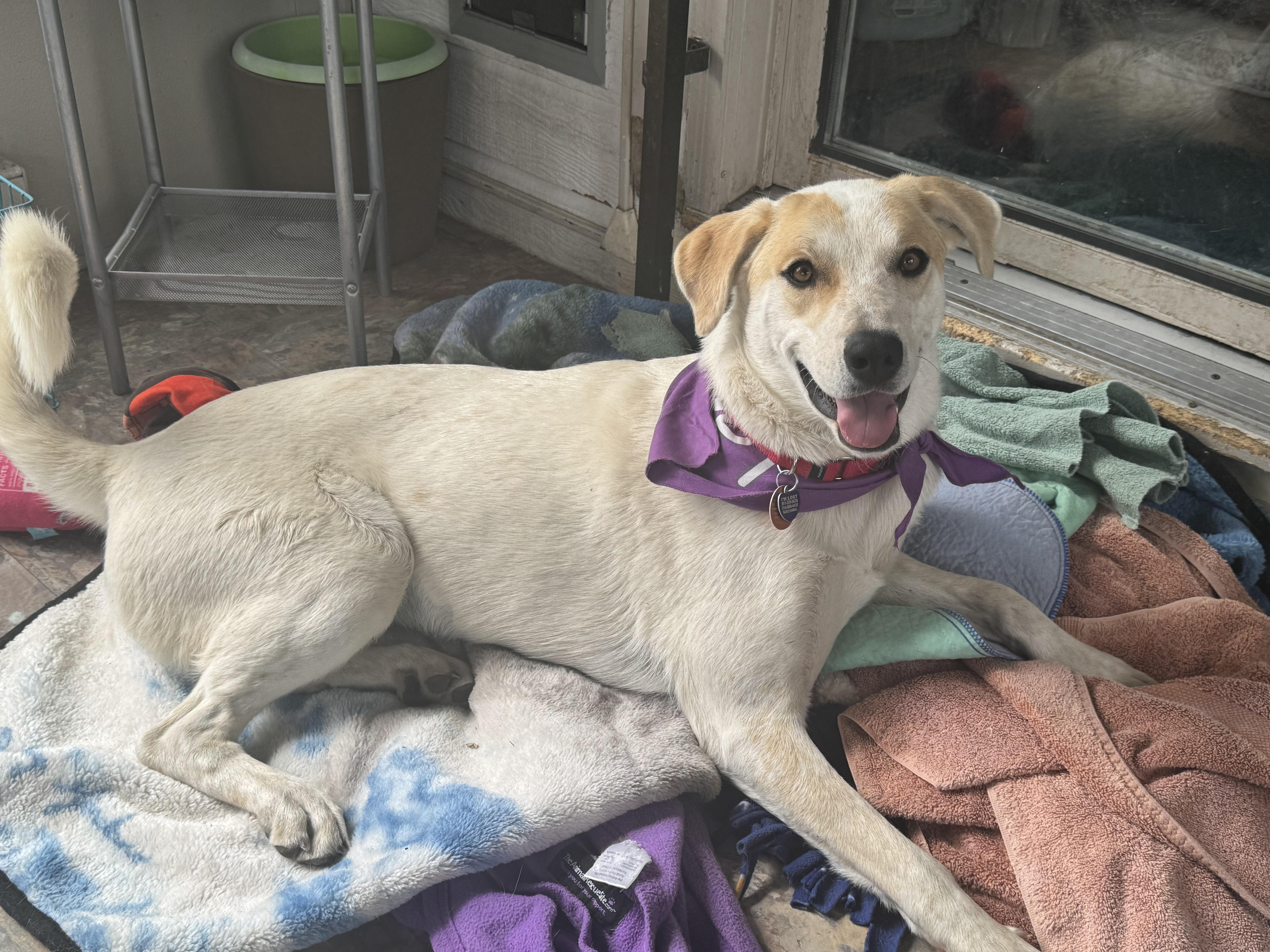Enlarge Sophie, a ADOPTABLE mixed breed in Denver, CO image 5/6