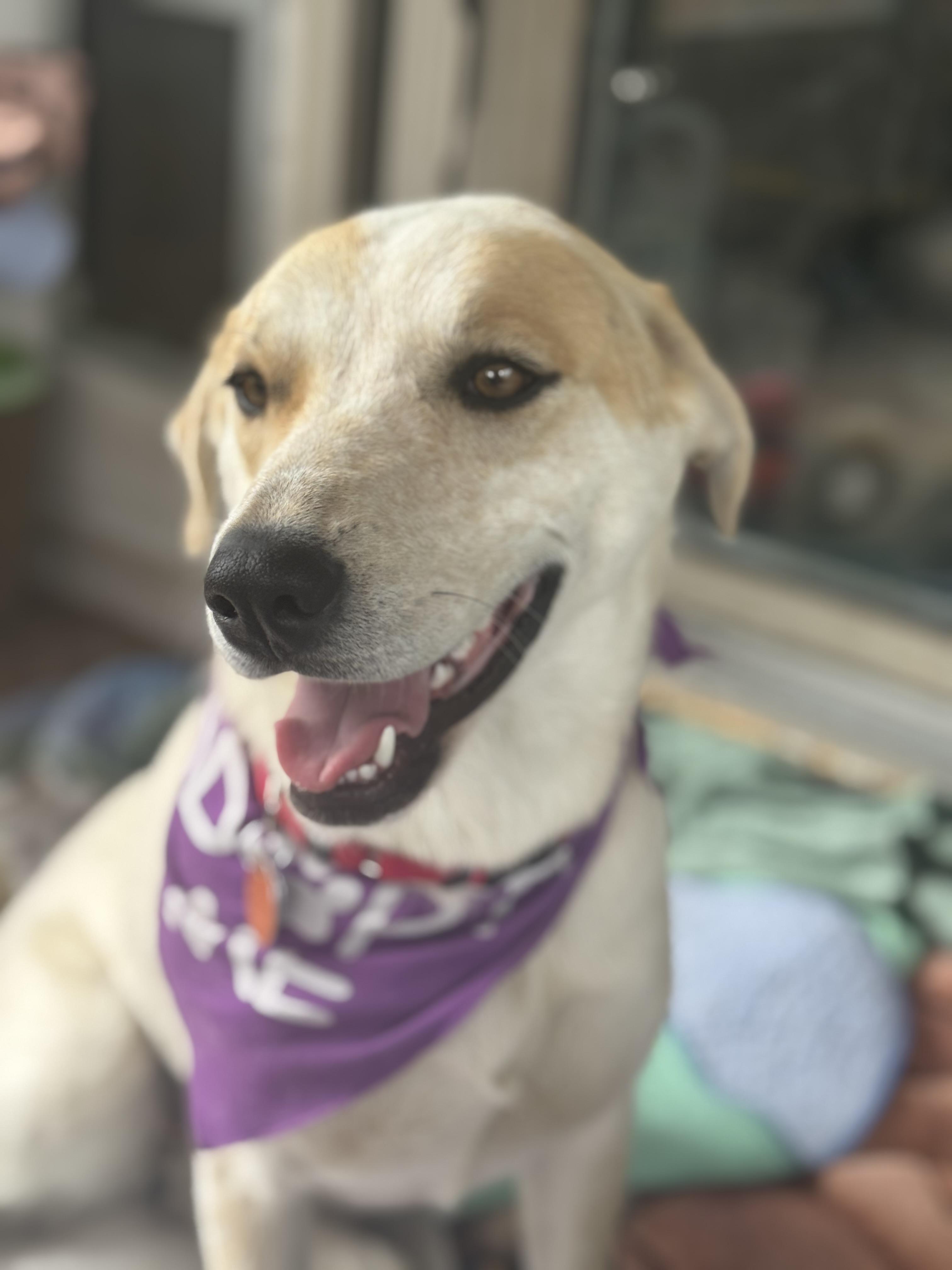 Enlarge Sophie, a ADOPTABLE mixed breed in Denver, CO image 1/6