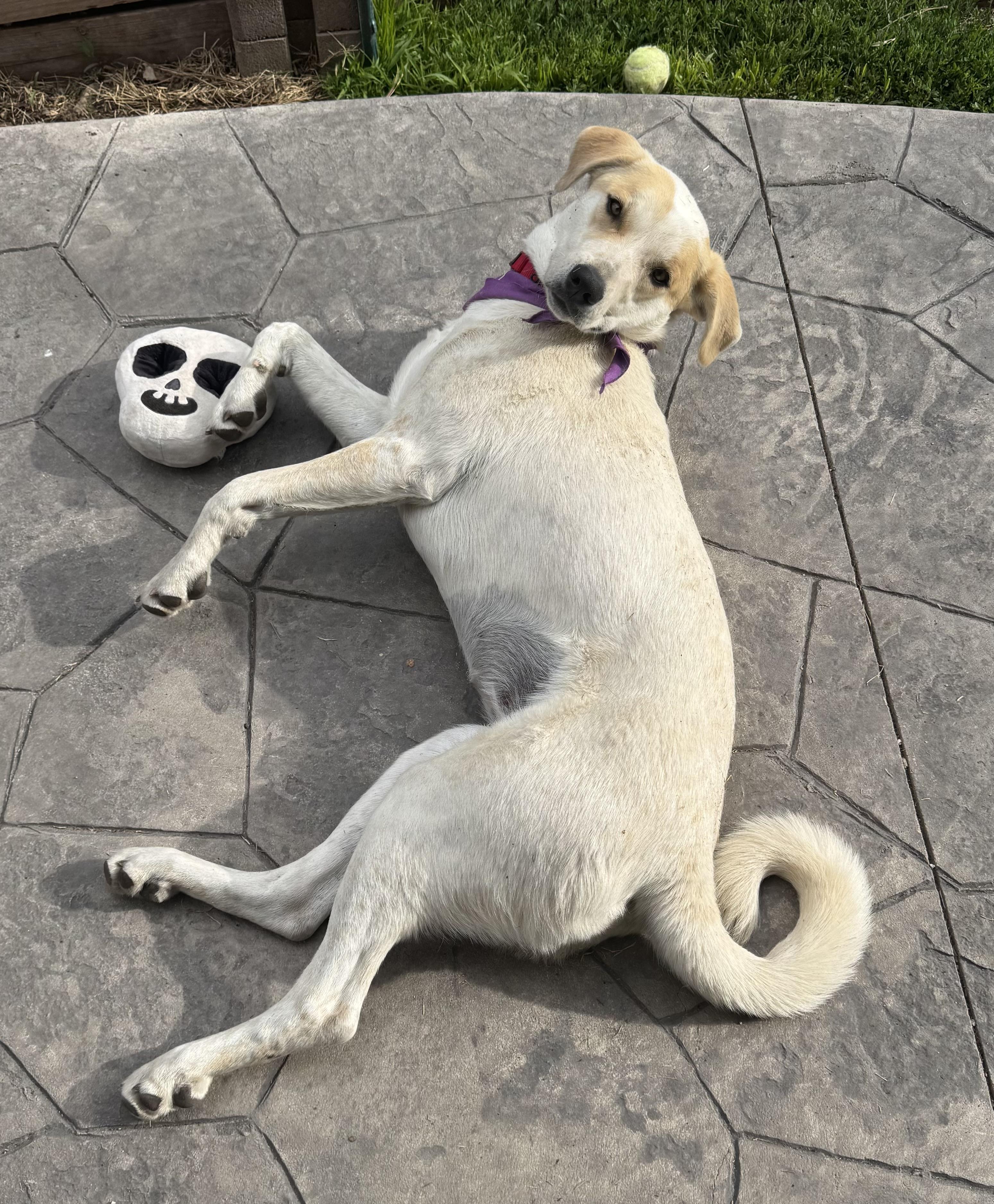 Enlarge Sophie, a ADOPTABLE mixed breed in Denver, CO image 2/6