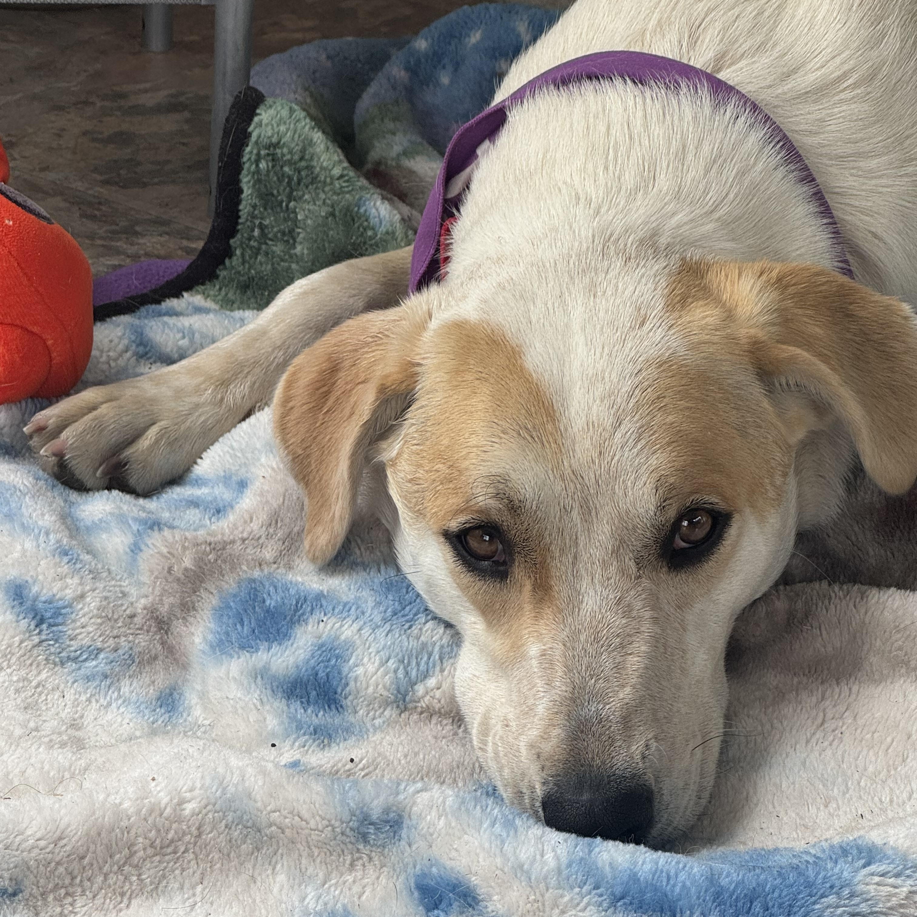 Enlarge Sophie, a ADOPTABLE mixed breed in Denver, CO image 3/6