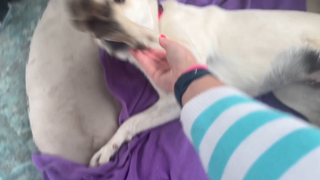 Enlarge Sophie, a ADOPTABLE mixed breed in Denver, CO video 6/6