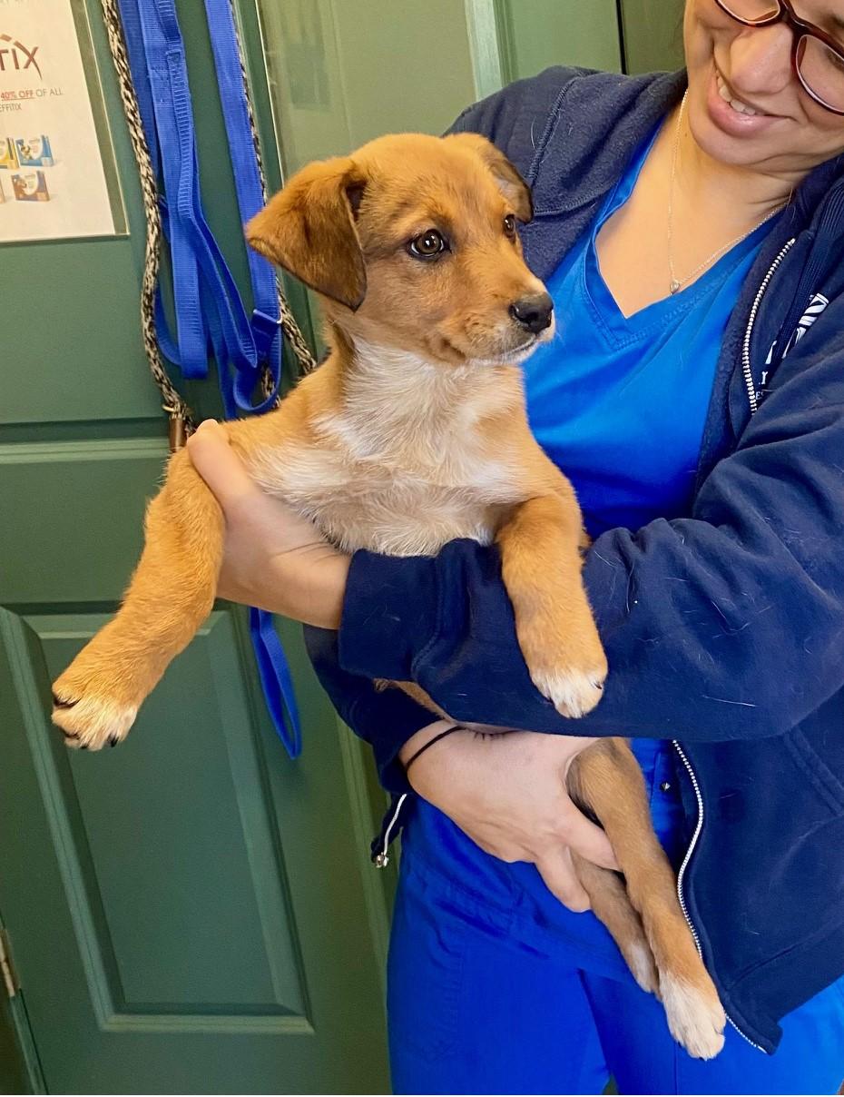 Enlarge COURTESY POST FOR WASA:  Rennie, a ADOPTABLE mixed breed in Westport, CT image 1/2