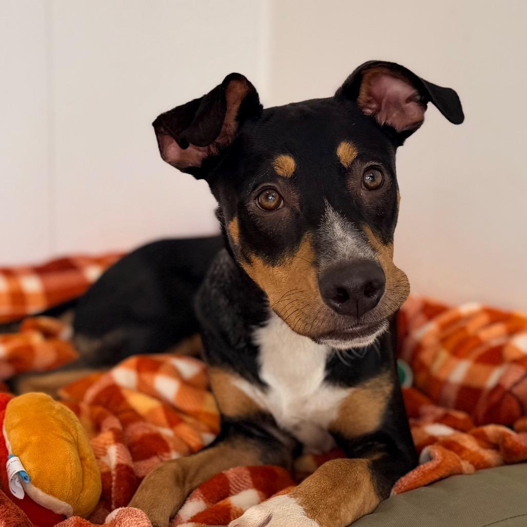 Enlarge Woody, a Adoptable mixed breed in Green Bay, WI image 2/6