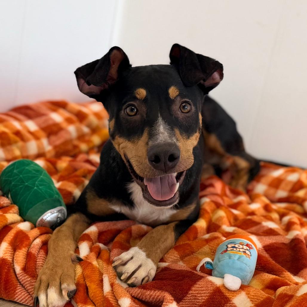 Enlarge Woody, a Adoptable mixed breed in Green Bay, WI image 3/6