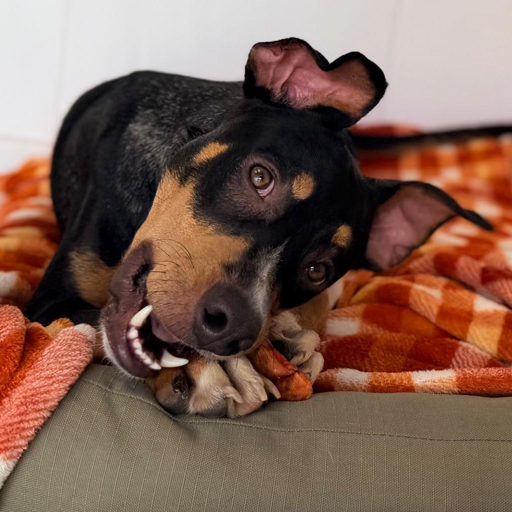 Enlarge Woody, a Adoptable mixed breed in Green Bay, WI image 4/6