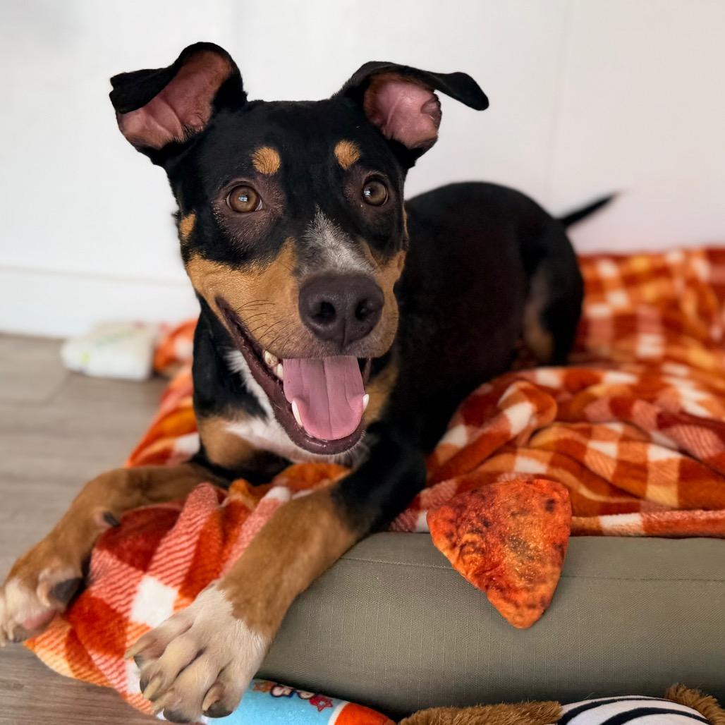 Enlarge Woody, a Adoptable mixed breed in Green Bay, WI image 5/6
