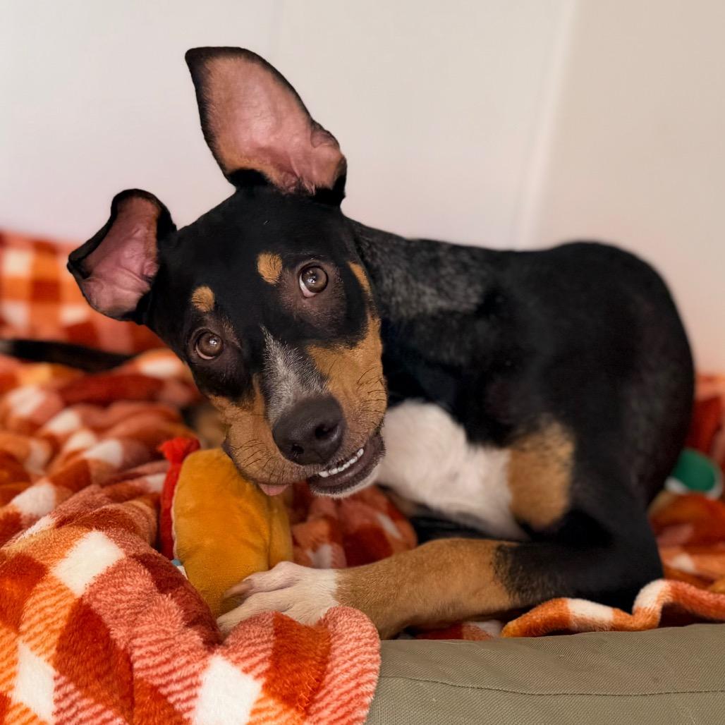 Enlarge Woody, a Adoptable mixed breed in Green Bay, WI image 6/6