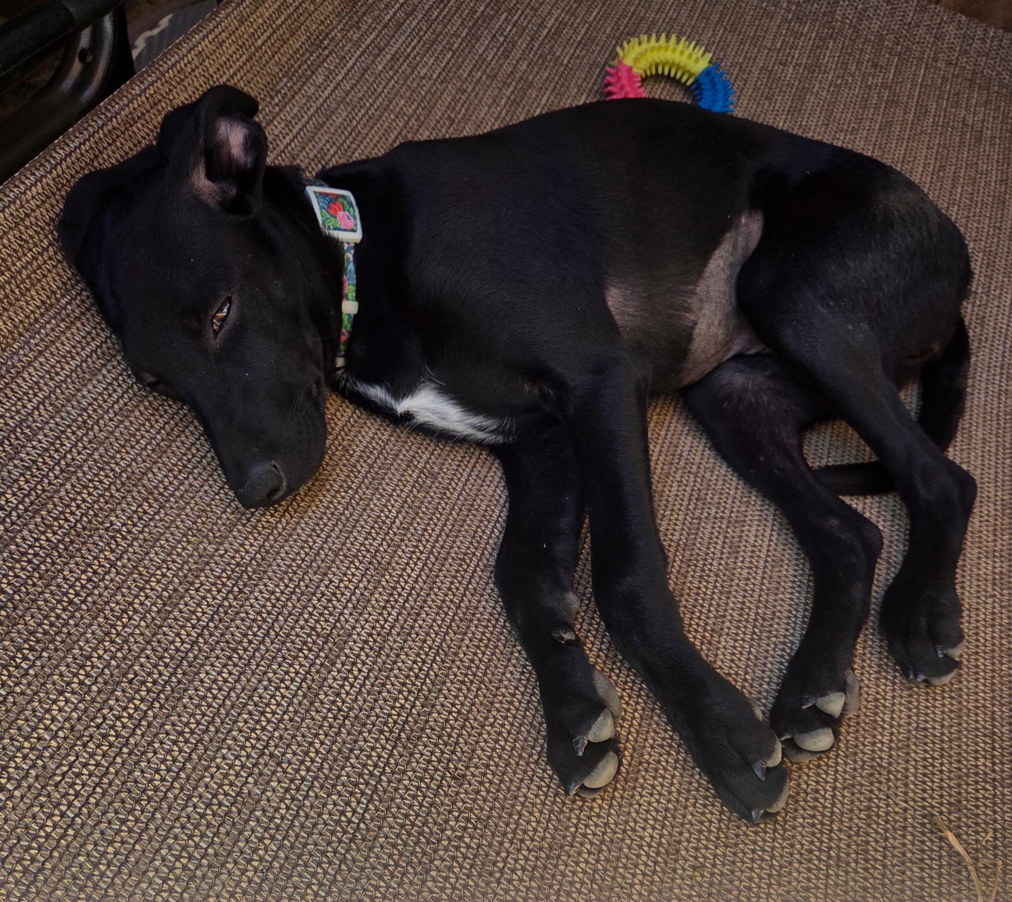 Enlarge Bella, a Adoptable mixed breed in Jeffersonville, IN image 6/6