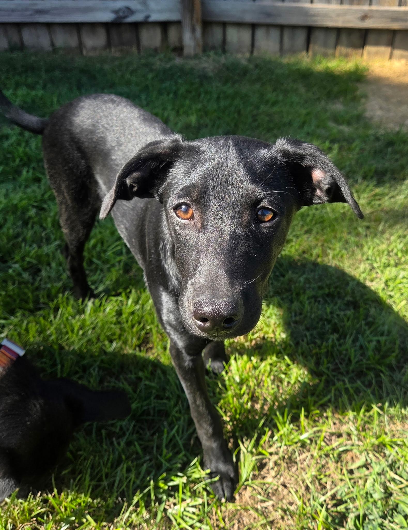 Enlarge Bella, a Adoptable mixed breed in Jeffersonville, IN image 4/6