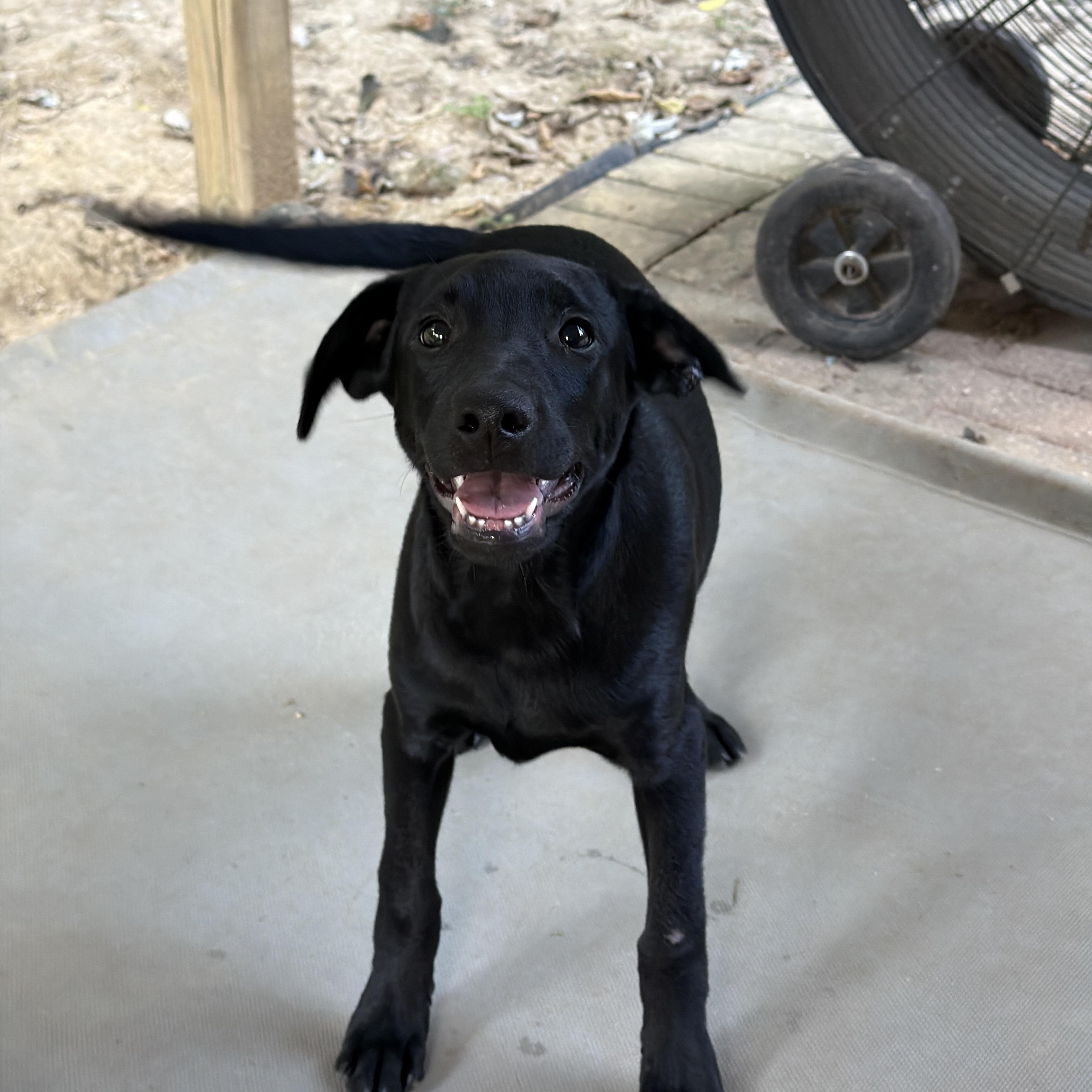 Enlarge Bella, a Adoptable mixed breed in Jeffersonville, IN image 3/6