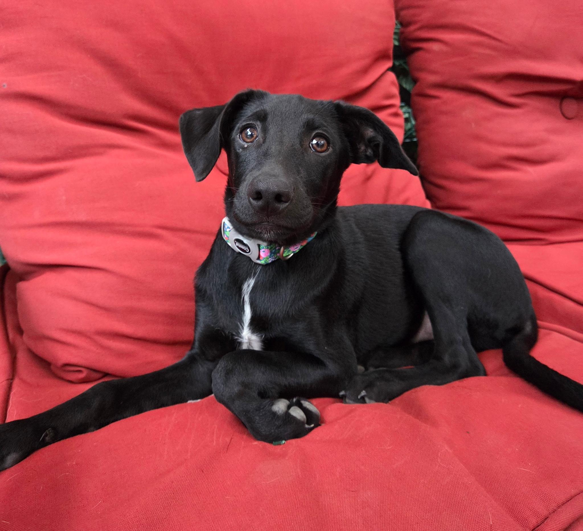 Enlarge Bella, a Adoptable mixed breed in Jeffersonville, IN image 1/6