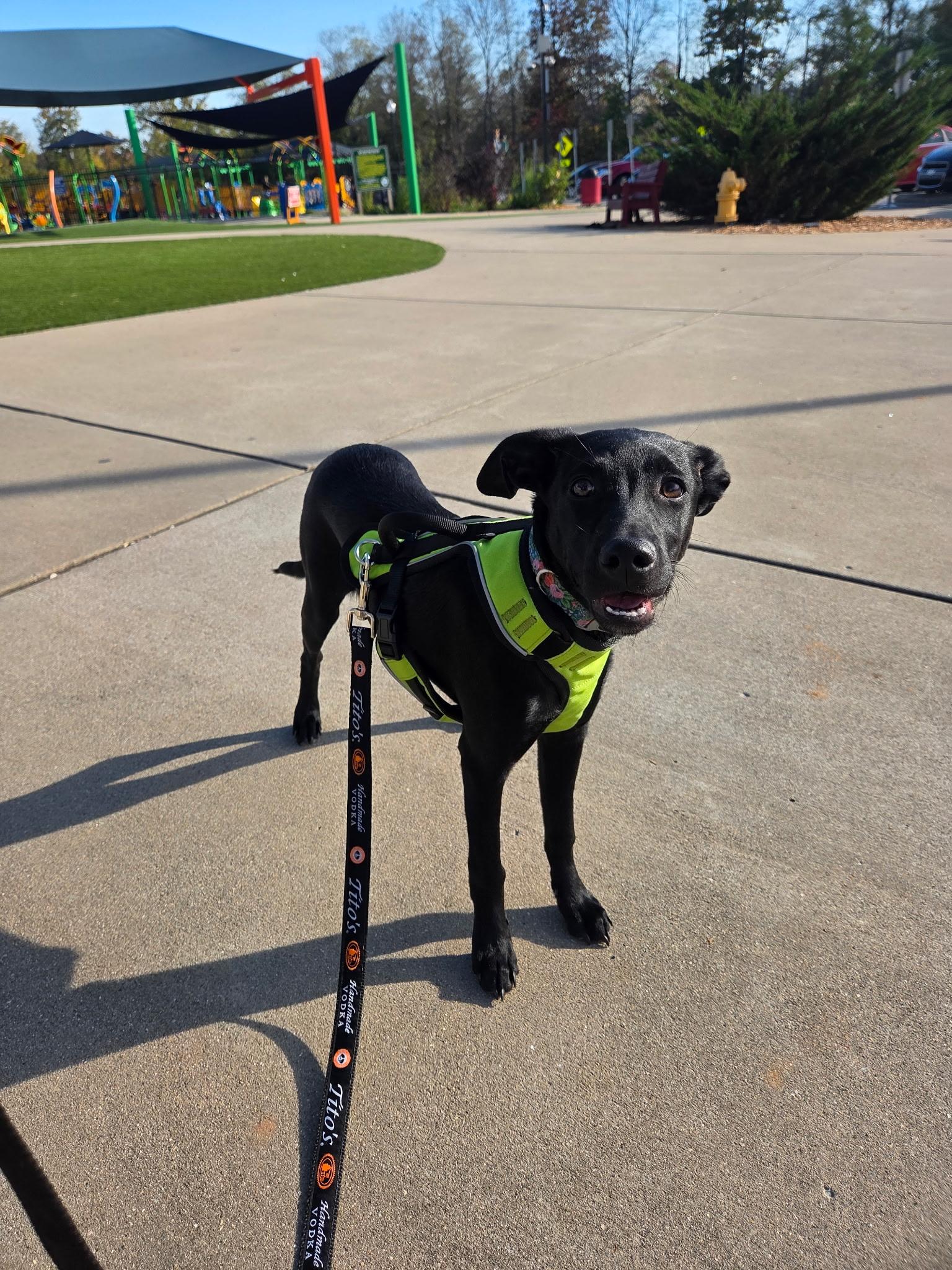 Bella, Adoptable, Puppy Female Labrador Retriever.