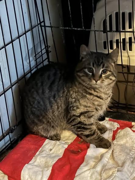 Houser, ADOPTABLE, Young Female Tabby.