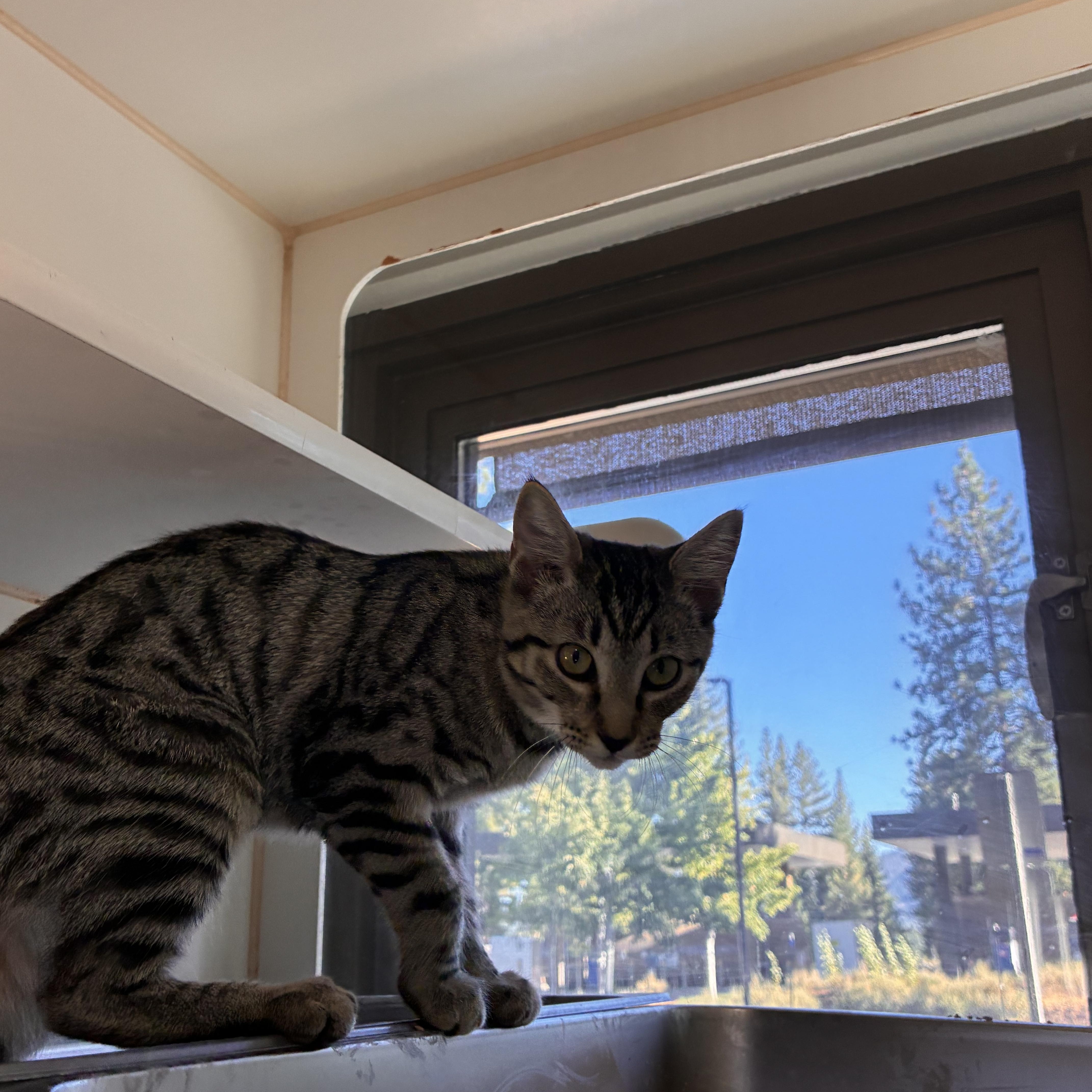 Enlarge Biscuit, a ADOPTABLE Domestic Short Hair in Truckee, CA image 2/4