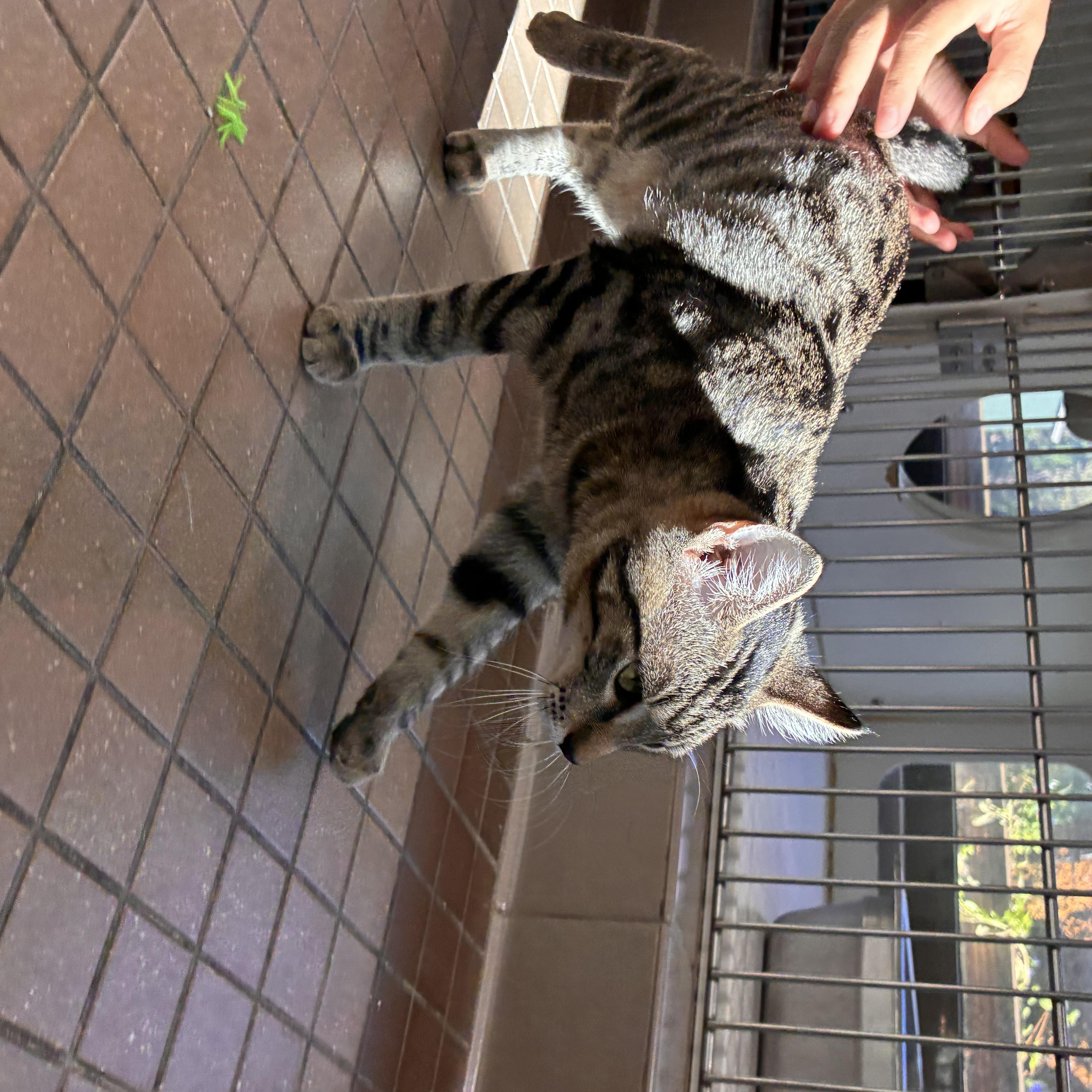 Enlarge Biscuit, a ADOPTABLE Domestic Short Hair in Truckee, CA image 3/4