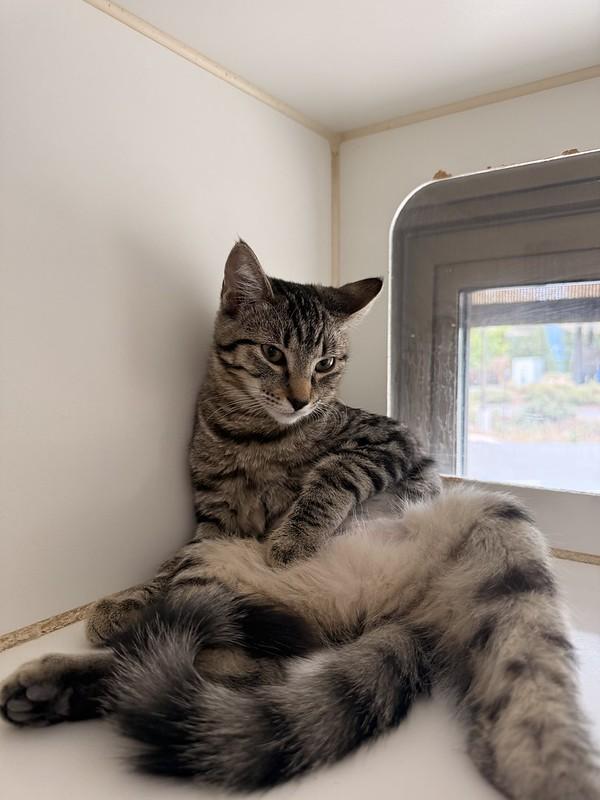 Enlarge Biscuit, a ADOPTABLE Domestic Short Hair in Truckee, CA image 1/4