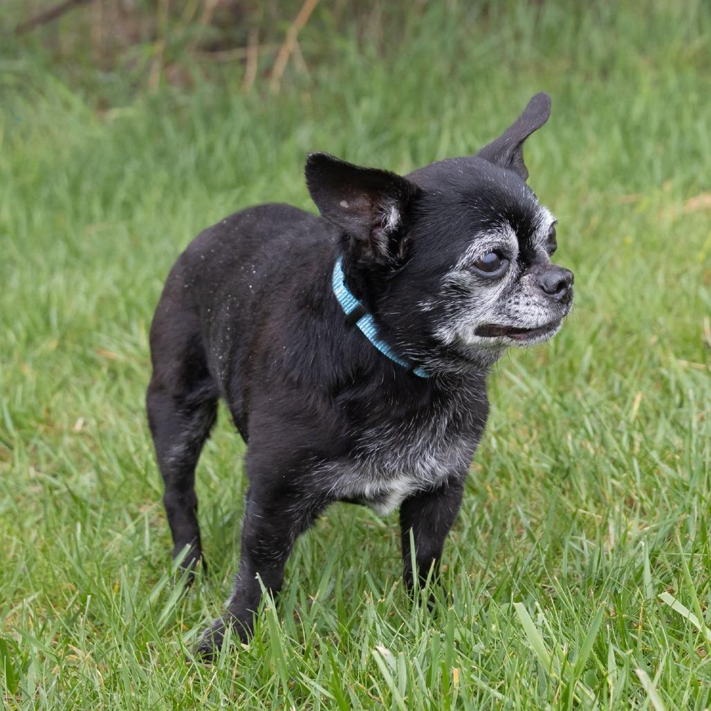 Deb, Adoptable, Senior Female Chihuahua & Pug.