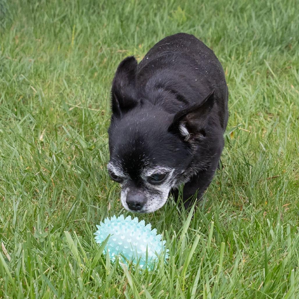 Enlarge Deb, a Adoptable mixed breed in Erie, PA image 2/6