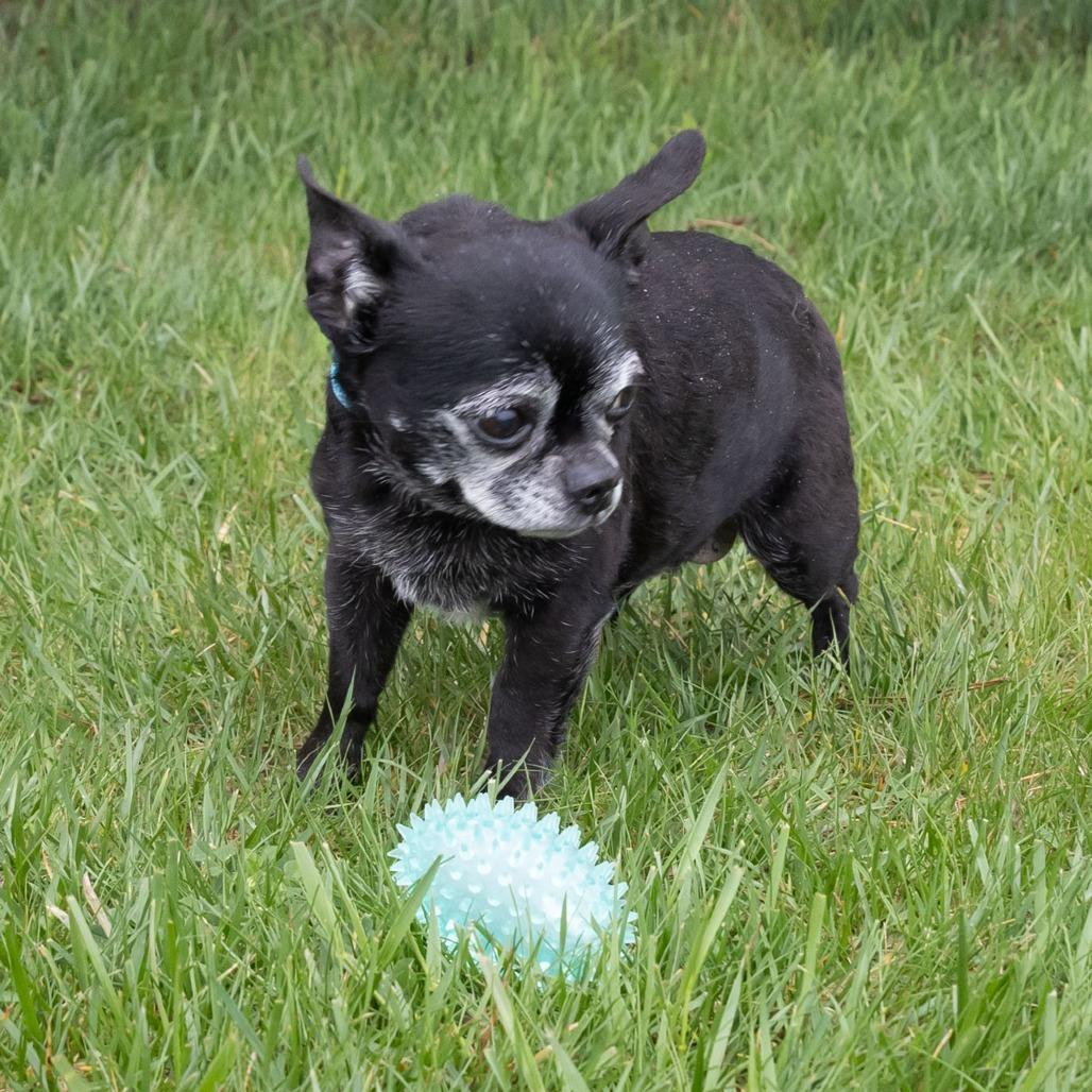 Enlarge Deb, a Adoptable mixed breed in Erie, PA image 3/6