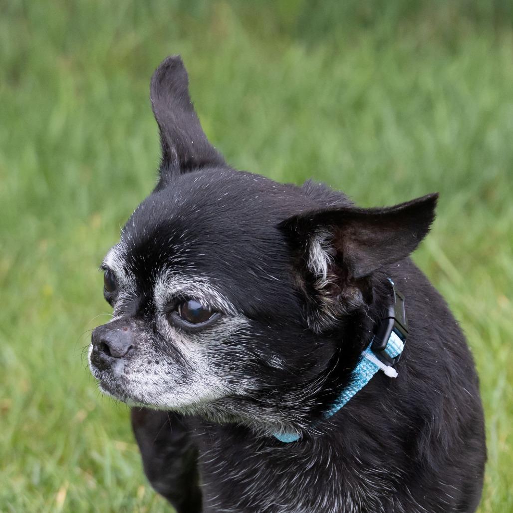 Enlarge Deb, a Adoptable mixed breed in Erie, PA image 5/6