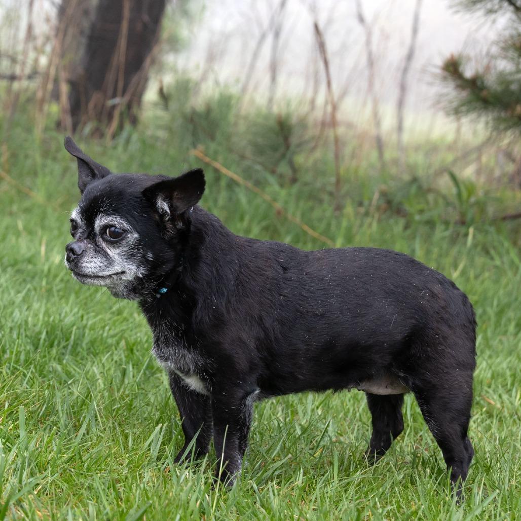 Enlarge Deb, a Adoptable mixed breed in Erie, PA image 6/6