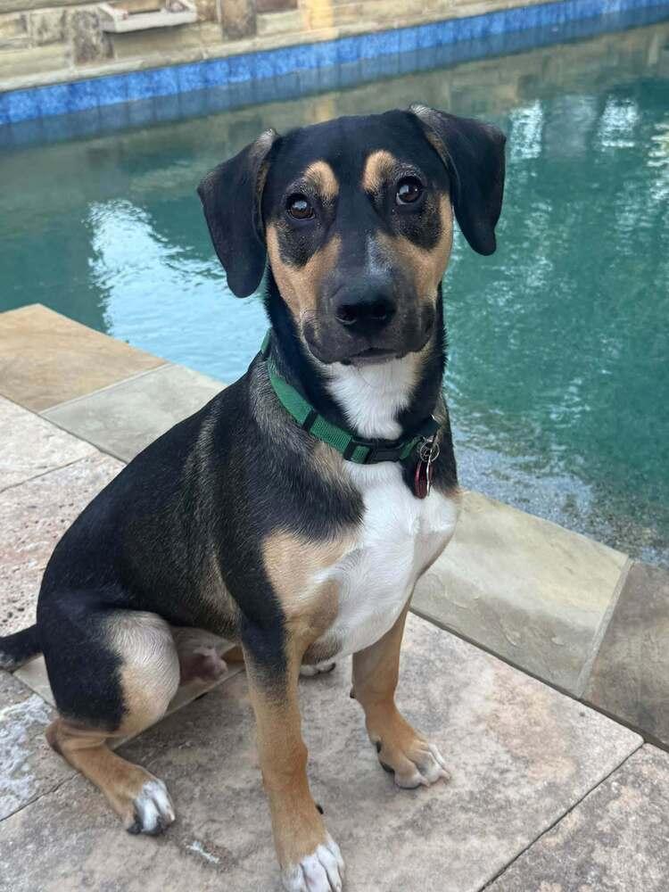 Enlarge 26-029 Dodger, a Adoptable mixed breed in Richardson, TX image 1/6