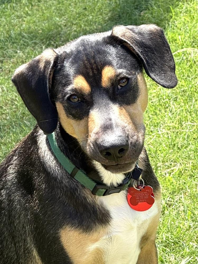 Enlarge 26-029 Dodger, a Adoptable mixed breed in Richardson, TX image 2/6